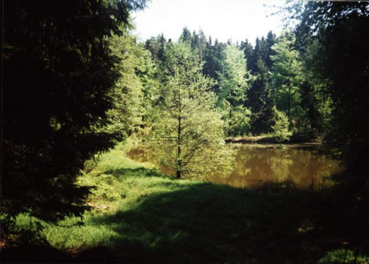 Okolí - jeden z rybníků schovaných v lesích